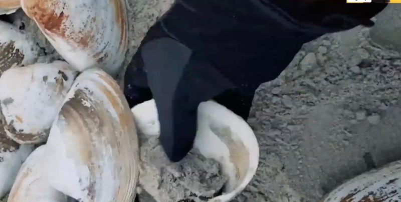 shells 