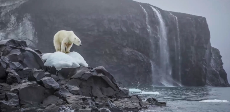 polar bear 